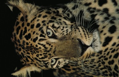 Leopard & Jaguar hoodie