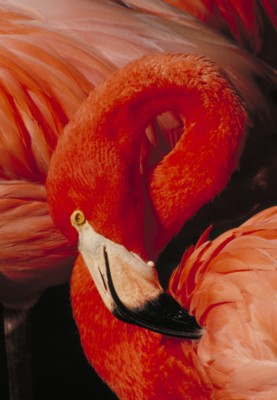 flamingo canvas poster