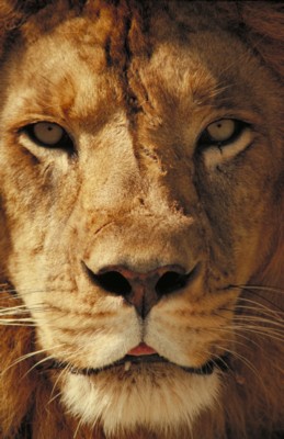 Lion canvas poster