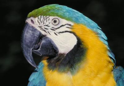parrot wood print