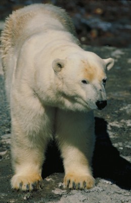 Polar Bear tote bag