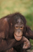 Orangutan mug #PH7780423