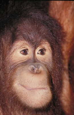 Orangutan wooden framed poster