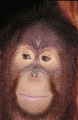 Orangutan metal framed poster