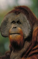 Orangutan sweatshirt #247394