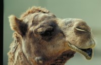 Camel & Llama mug #PH7780708