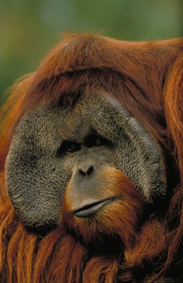 Orangutan wood print