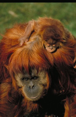 Orangutan wood print
