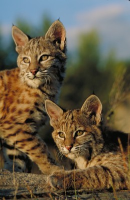 Bobcat Wildcat & Lynx pillow