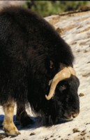 Buffalo & Bison hoodie #247573