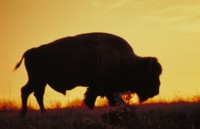 Buffalo & Bison Tank Top #247572