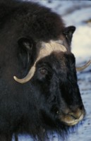 Buffalo & Bison Tank Top #247568