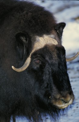 Buffalo & Bison Poster PH7781172