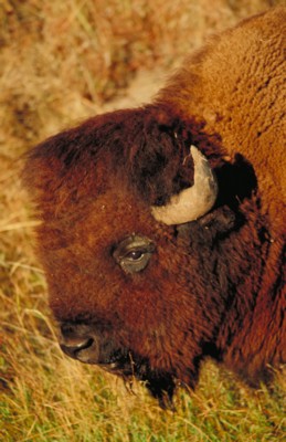 Buffalo & Bison Poster PH7781206