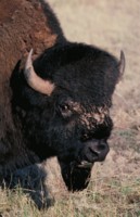 Buffalo & Bison hoodie #247571