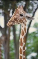 Giraffe hoodie #247458