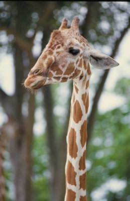 Giraffe pillow
