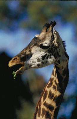 Giraffe poster with hanger