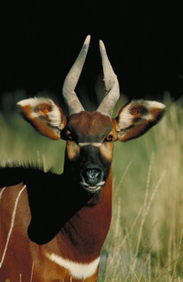 Antelope & Gazelle Poster PH7781483