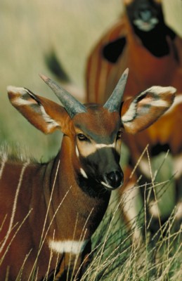 Antelope & Gazelle Poster PH7781557