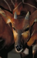 Antelope & Gazelle mug #PH7781589