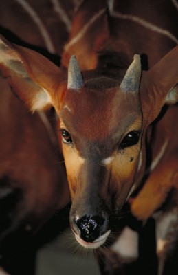 Antelope & Gazelle Poster PH7781589