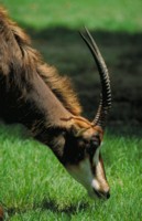 Antelope & Gazelle mug #PH7782517