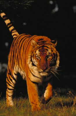 Tiger pillow