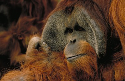 Orangutan poster with hanger