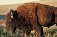 Buffalo & Bison hoodie #247567