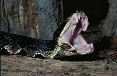 Snake poster
