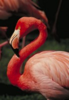 flamingo Tank Top #247465
