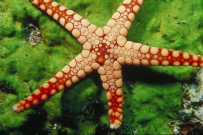 starfish mouse pad