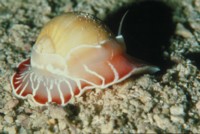 Marine Mollusks Tank Top #247776