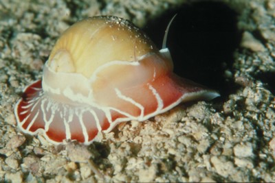 Marine Mollusks mouse pad