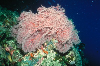 Reef & Coral Mouse Pad PH7791753