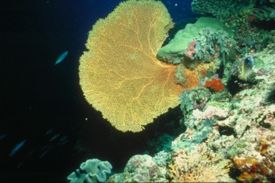 Reef & Coral Poster PH7791789