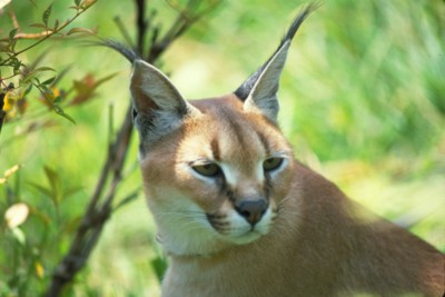 Bobcat Wildcat & Lynx poster