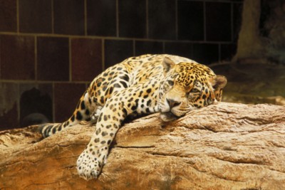 Leopard & Jaguar wood print