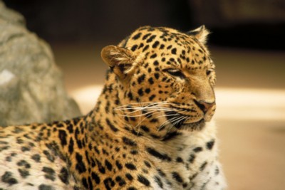 Leopard & Jaguar Longsleeve T-shirt