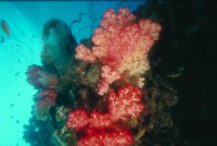 Reef & Coral hoodie #253546