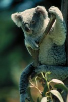 Koala Longsleeve T-shirt #248362