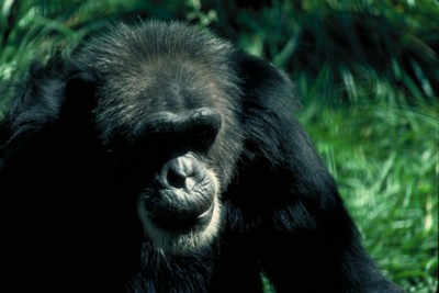 Chimpanzee metal framed poster