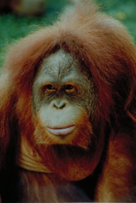 Orangutan magic mug #PH7793043