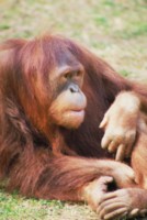 Orangutan Longsleeve T-shirt #248275