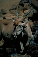 Antelope & Gazelle Tank Top #251661