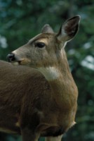 Deer hoodie #248526