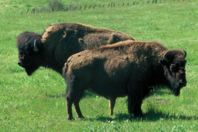 Buffalo & Bison tote bag #PH7794035