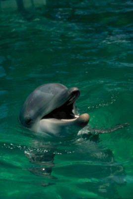 Dolphin Poster PH7794482