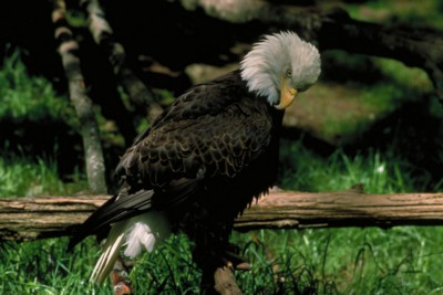 Bald Eagle poster with hanger